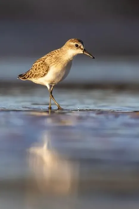 Framed Print : Least Sandpiper in autumn migration Framed Print : Least Sandpiper in autumn migration