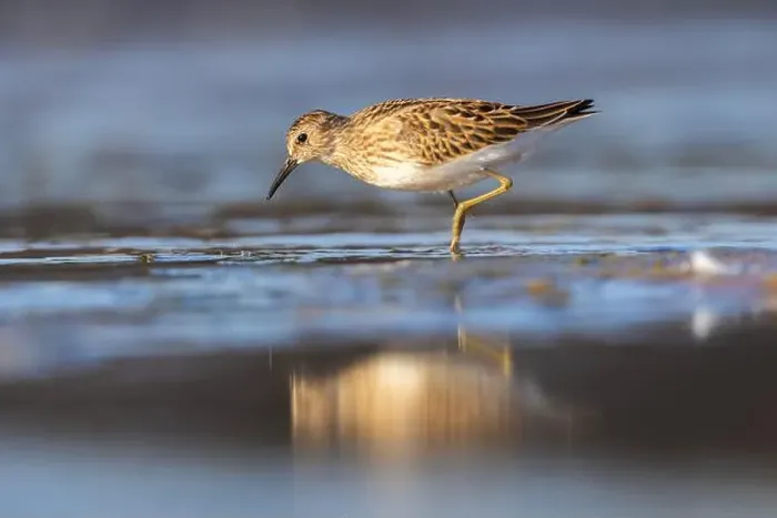 Framed Print : Least Sandpiper in autumn migration Framed Print : Least Sandpiper in autumn migration