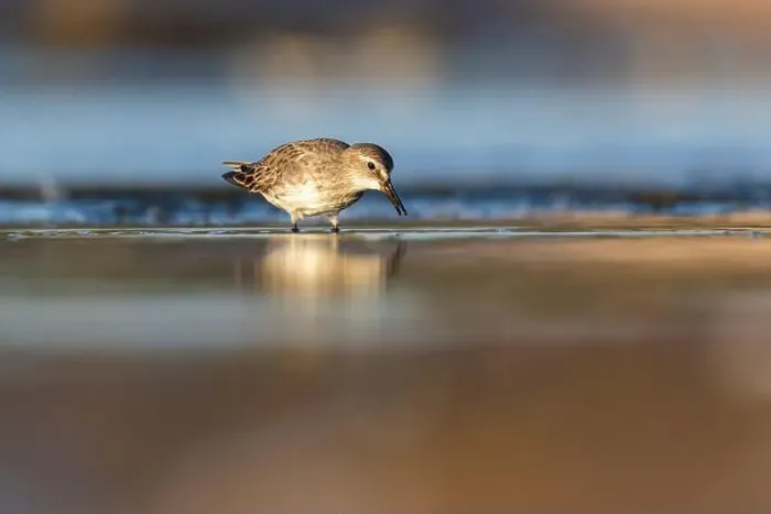 Framed Print : Least Sandpiper in autumn migration Framed Print : Least Sandpiper in autumn migration
