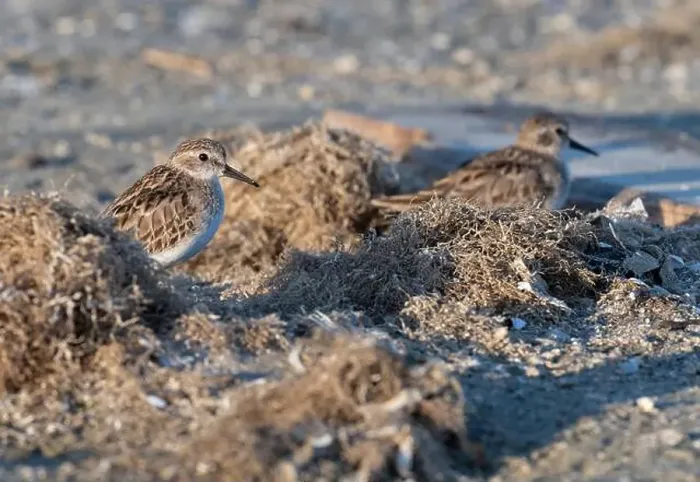 Framed Print : Least Sandpiper (Calidris minutilla) hiding in debris on the beach, Galveston, Texas Framed Print : Least Sandpiper (Calidris minutilla) hiding in debris on the beach, Galveston, Texas