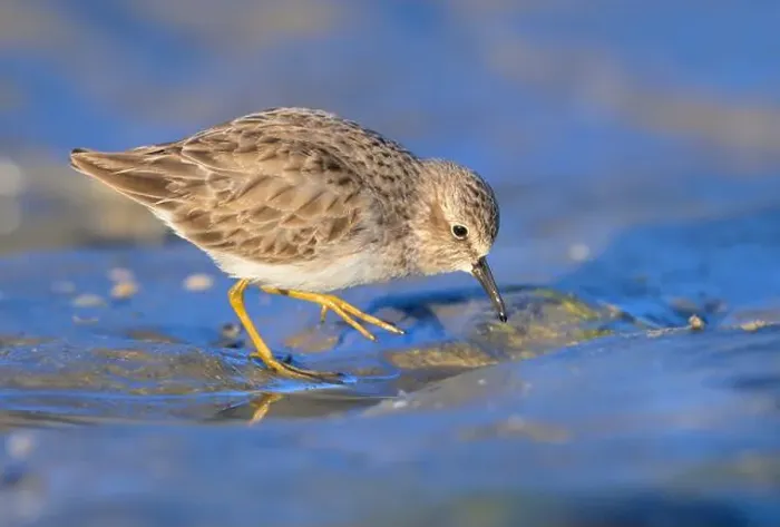 Framed Print : Least sandpiper (Calidris minutilla) walking at the ocean beach in search fof food Framed Print : Least sandpiper (Calidris minutilla) walking at the ocean beach in search fof food