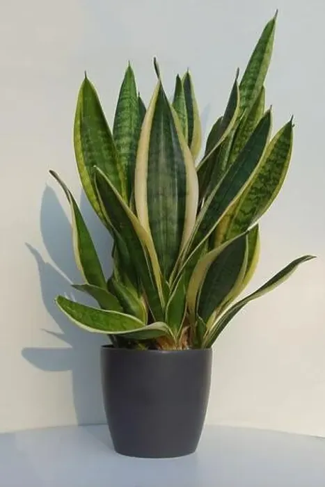 Framed Print : Sansevieria trifasciata, family Asparagaceae in a pot with a white background Framed Print : Sansevieria trifasciata, family Asparagaceae in a pot with a white background