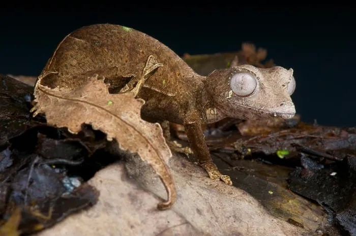 Framed Print : Satanic leaf-tailed gecko / Uroplatus phantasticus Framed Print : Satanic leaf-tailed gecko / Uroplatus phantasticus