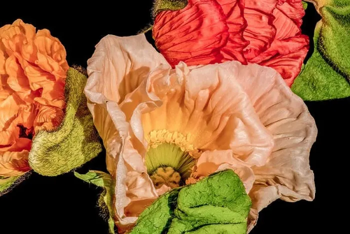Framed Print : satin / silk poppy blossom collage Framed Print : satin / silk poppy blossom collage
