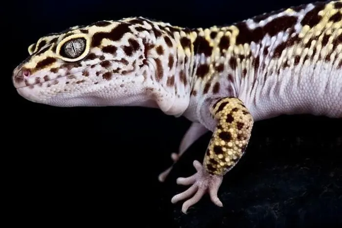 Framed Print : Satpura leopard gecko (Eublepharis satpuraensis) Framed Print : Satpura leopard gecko (Eublepharis satpuraensis)