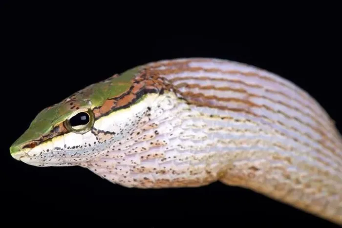 Framed Print : The Savanna vine snake (Thelotornis capensis) Framed Print : The Savanna vine snake (Thelotornis capensis)