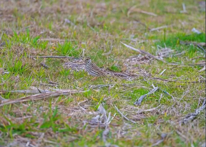 Framed Print : A Savannah Sparrow in the Wetland Grass in the Santee Coastal Reserve in South Carolina Framed Print : A Savannah Sparrow in the Wetland Grass in the Santee Coastal Reserve in South Carolina