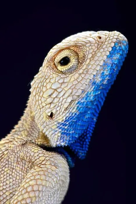 Framed Print : Savigny's agama (Trapelus savignii) Framed Print : Savigny's agama (Trapelus savignii)