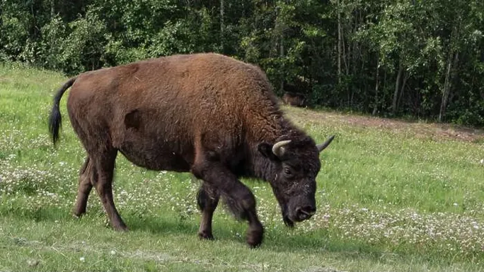 Framed Print : Saw a heard of Bison while driving the Alaskan highway Framed Print : Saw a heard of Bison while driving the Alaskan highway