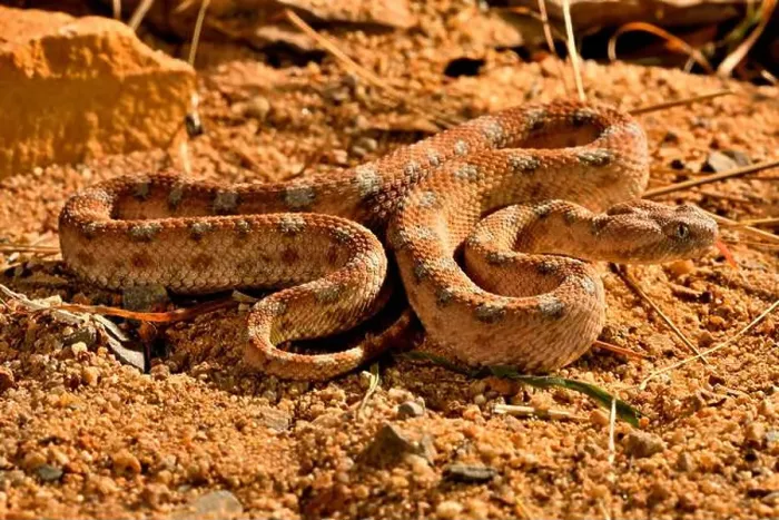 Framed Print : Saw-scaled Viper (Echis coloratus) Near East, Captivity Framed Print : Saw-scaled Viper (Echis coloratus) Near East, Captivity