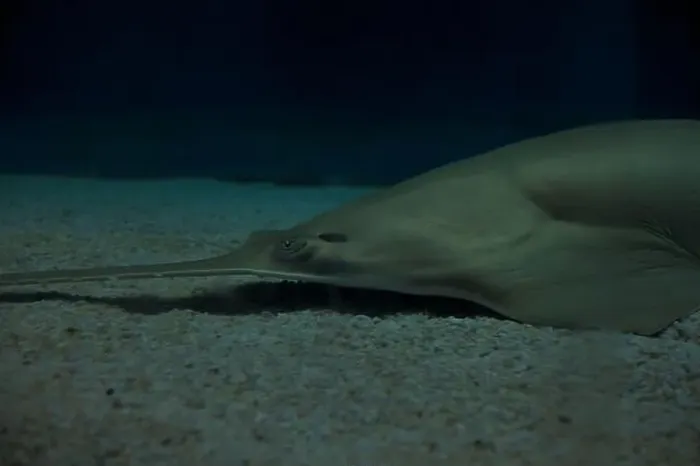 Framed Print : Sawfish on the sand in an aquarium tank seen up close Framed Print : Sawfish on the sand in an aquarium tank seen up close