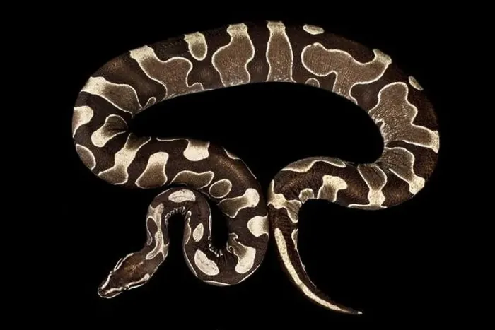 Framed Print : Scaleless Ball python (Python regius) is a captive bred variation of the most popular pet snake species in the world Framed Print : Scaleless Ball python (Python regius) is a captive bred variation of the most popular pet snake species in the world
