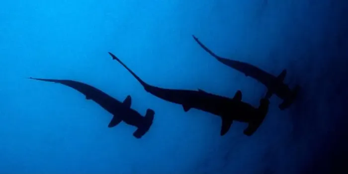 Framed Print : Scalloped Hammerhead Silouette Framed Print : Scalloped Hammerhead Silouette