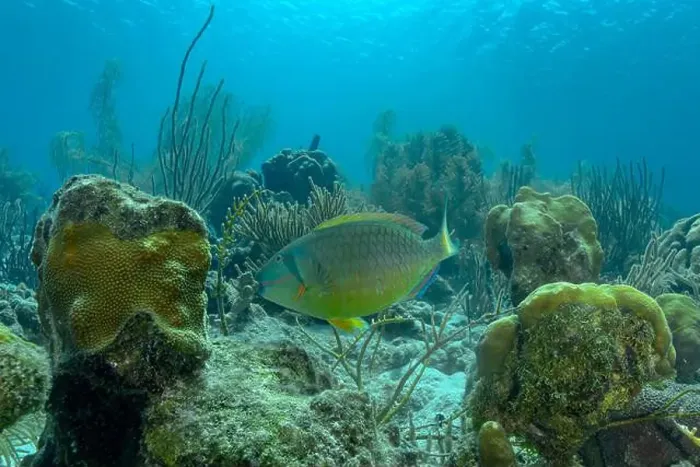 Framed Print : A Scarus vetula parrotfish swims through the vibrant underwater landscape of Bonaire's coral reefs Framed Print : A Scarus vetula parrotfish swims through the vibrant underwater landscape of Bonaire's coral reefs