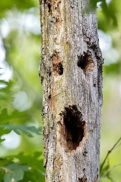 Scary face in tree trunk - Brevard, North Carolina, USA