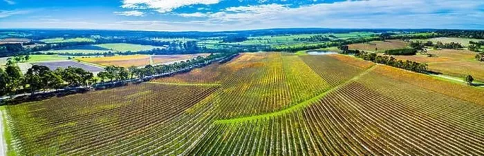 Framed Print : Scenic aerial panorama of large vineyard in autumn. Mornington Peninsula, Melbourne, Australia Framed Print : Scenic aerial panorama of large vineyard in autumn. Mornington Peninsula, Melbourne, Australia