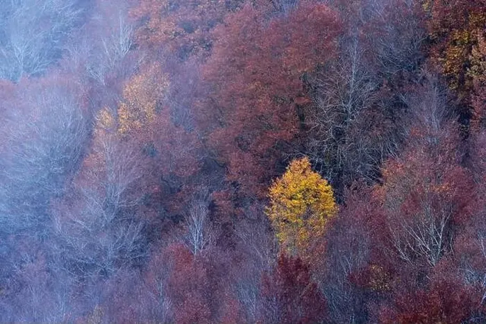 Framed Print : Scenic aerial view of deciduous woods with colorful trees growing on slope in fall Framed Print : Scenic aerial view of deciduous woods with colorful trees growing on slope in fall