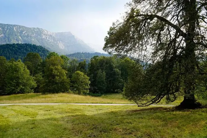 Framed Print : scenic alpine panorama with a large fir tree and the Bavarian Alps surrounded by the woods in late summer (Ettal)