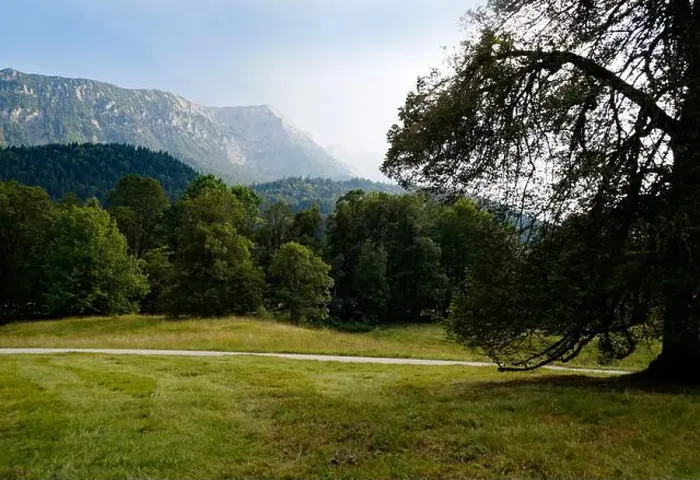 Framed Print : scenic alpine panorama with a large fir tree and the Bavarian Alps surrounded by the woods in late summer (Ettal)