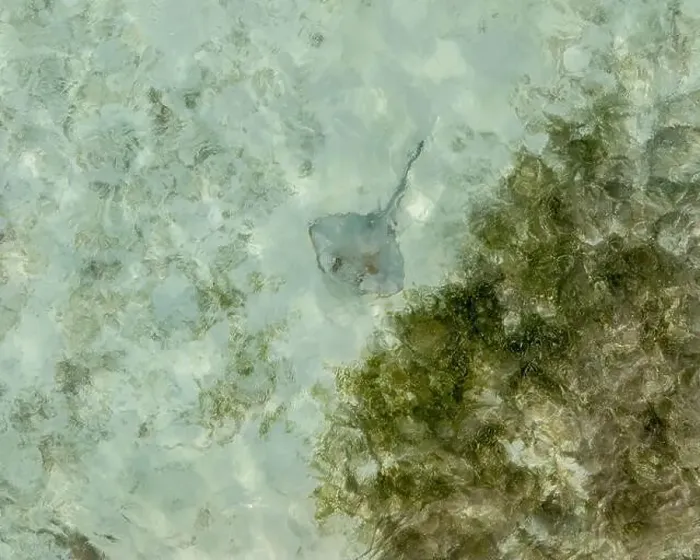 Framed Print : Scenic amazing flight over stingray in the ocean in the Maldives Framed Print : Scenic amazing flight over stingray in the ocean in the Maldives