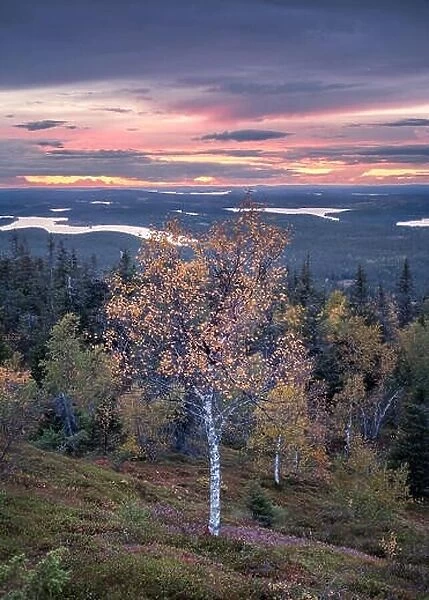 Scenic and colorful landscape view with fall colors at calm autumn evening in Lapland, Finland
