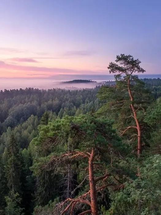 Framed Print : Scenic foggy landscape with mood forest at summer morning at National park, Finland. High angle aerial view Framed Print : Scenic foggy landscape with mood forest at summer morning at National park, Finland. High angle aerial view