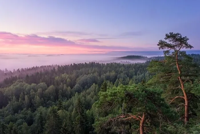 Framed Print : Scenic foggy landscape with mood forest at summer morning at National park, Finland. High angle aerial view Framed Print : Scenic foggy landscape with mood forest at summer morning at National park, Finland. High angle aerial view