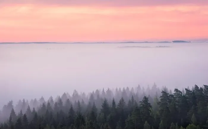 Framed Print : Scenic foggy landscape with mood forest at summer morning at National park, Finland. High angle aerial view Framed Print : Scenic foggy landscape with mood forest at summer morning at National park, Finland. High angle aerial view