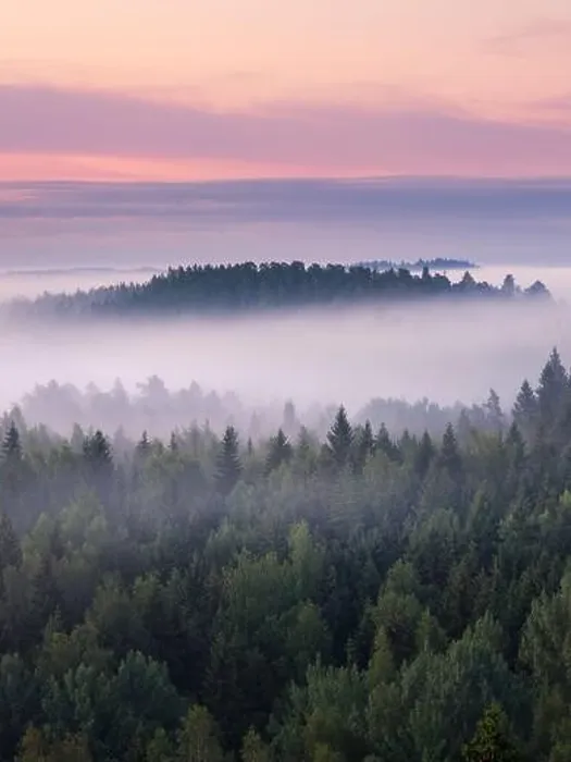Framed Print : Scenic foggy landscape with mood forest at summer morning at National park, Finland. High angle aerial view Framed Print : Scenic foggy landscape with mood forest at summer morning at National park, Finland. High angle aerial view