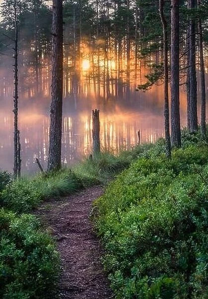 Scenic forest landscape with beautiful misty sunlight through to forest at summer morning in Finland