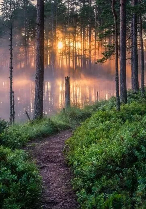 Framed Print : Scenic forest landscape with beautiful misty sunlight through to forest at summer morning in Finland Framed Print : Scenic forest landscape with beautiful misty sunlight through to forest at summer morning in Finland