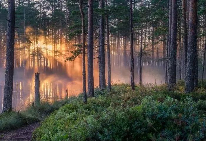 Framed Print : Scenic forest landscape with beautiful misty sunlight through to forest at summer morning in Finland Framed Print : Scenic forest landscape with beautiful misty sunlight through to forest at summer morning in Finland