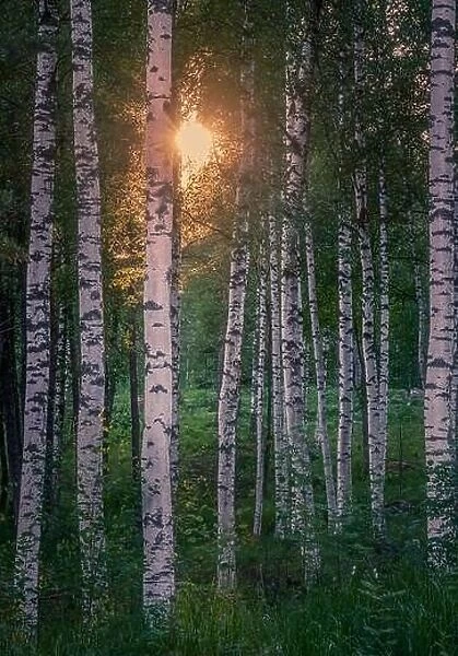 Scenic forest landscape with beautiful sunlight through to forest at summer evening in Finland