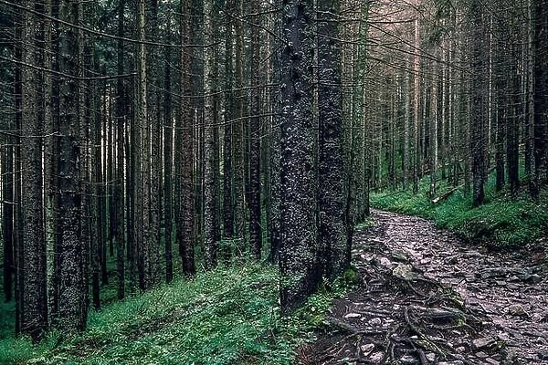 Scenic forest view with idyllic path after rain at summer morning in Tatra mountains, Poland