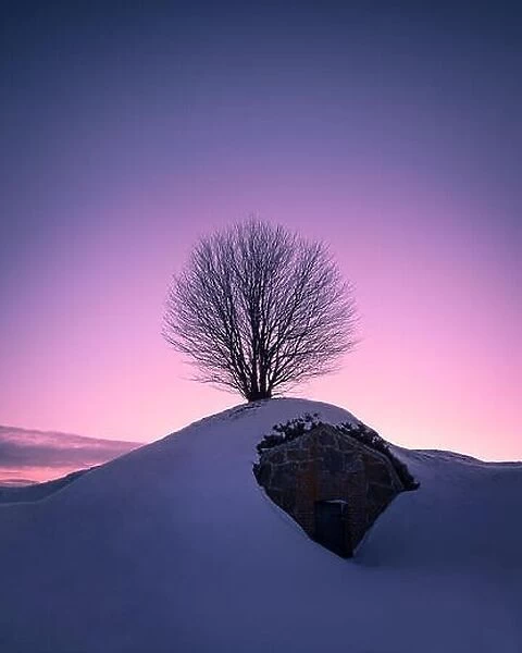Scenic landscape with lonely tree against purple sky at winter evening in Helsinki, Finland