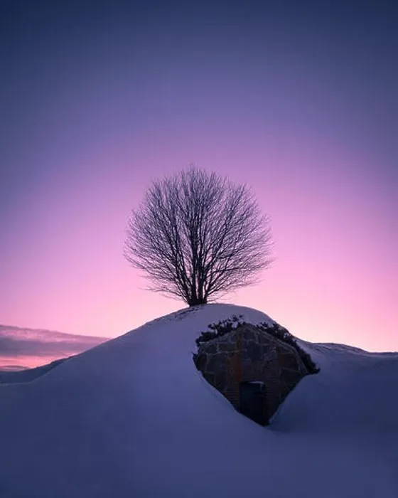Framed Print : Scenic landscape with lonely tree against purple sky at winter evening in Helsinki, Finland Framed Print : Scenic landscape with lonely tree against purple sky at winter evening in Helsinki, Finland