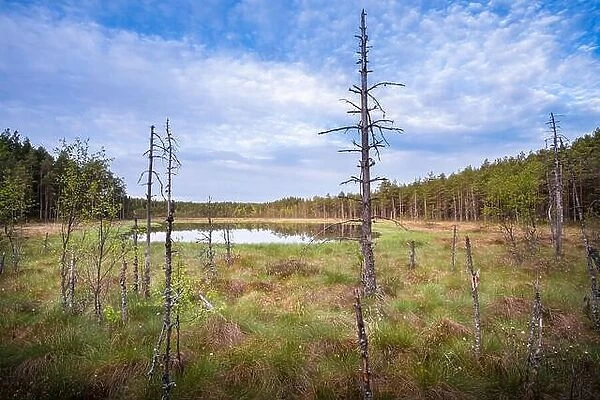 Scenic landscape from mire at summer morning in National Park, Liesjärvi, Finland