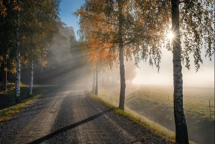 Framed Print : Scenic landscape with road, birches, sunlight and sun rays at autumn morning in Finland Framed Print : Scenic landscape with road, birches, sunlight and sun rays at autumn morning in Finland