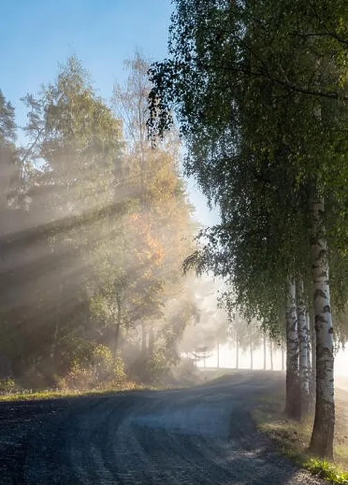 Framed Print : Scenic landscape with road, birches, sunlight and sun rays at autumn morning in Finland Framed Print : Scenic landscape with road, birches, sunlight and sun rays at autumn morning in Finland