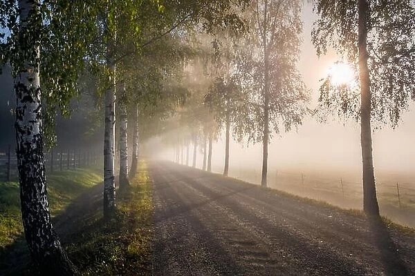 Scenic landscape with road, birches, sunlight and sun rays at autumn morning in Finland