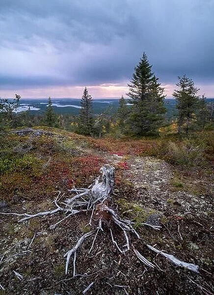 Scenic landscape with stump and roots on the top of the hill at autumn evening in Lapland, Finland