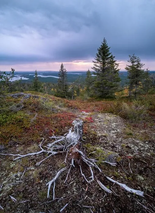 Framed Print : Scenic landscape with stump and roots on the top of the hill at autumn evening in Lapland, Finland Framed Print : Scenic landscape with stump and roots on the top of the hill at autumn evening in Lapland, Finland