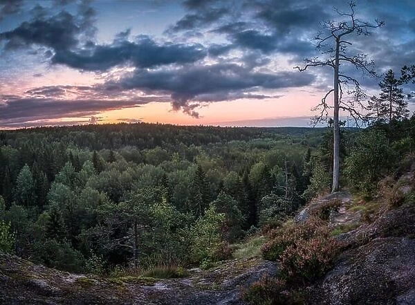 Scenic landscape with sunrise and forest at early morning in National Park Nuuksio, Finland