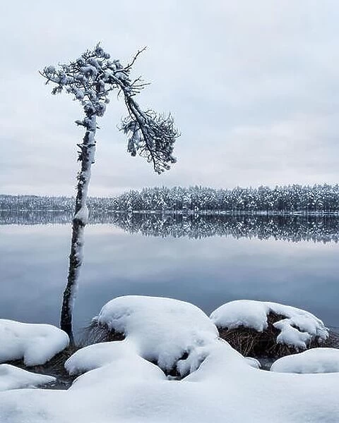 Scenic landscape with tree trunk and lake at winter evening in Finland