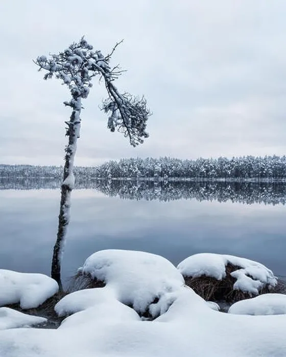 Framed Print : Scenic landscape with tree trunk and lake at winter evening in Finland Framed Print : Scenic landscape with tree trunk and lake at winter evening in Finland