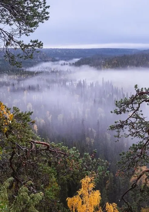 Framed Print : Scenic landscape view with morning fog and fall colors at moody day in Kuusamo, Finland Framed Print : Scenic landscape view with morning fog and fall colors at moody day in Kuusamo, Finland