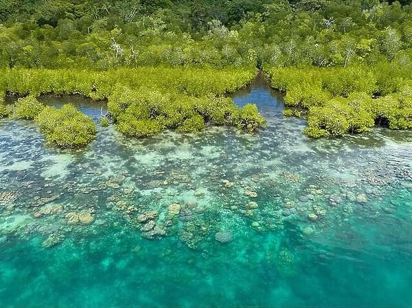 A scenic mangrove forest is fringed by a healthy coral reef in the Solomon Islands. This beautiful country is home to spectacular marine biodiversity