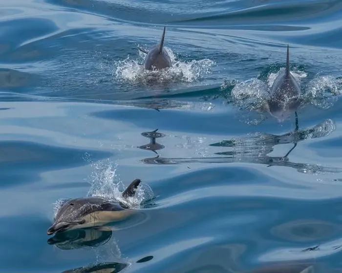 Framed Print : A scenic view of a group of dolphins swimming in the sea Framed Print : A scenic view of a group of dolphins swimming in the sea