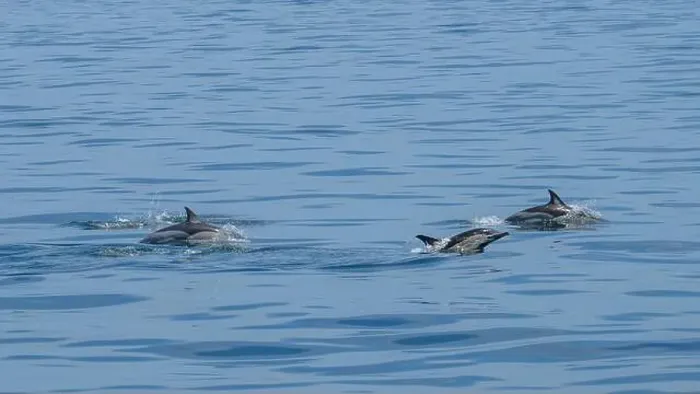 Framed Print : A scenic view of a group of dolphins swimming in the sea Framed Print : A scenic view of a group of dolphins swimming in the sea
