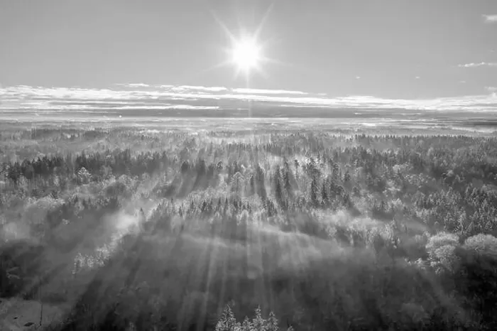 Framed Print : Scenic view of rays of sun beaming through the forest, an aerial from a drone over woodland Framed Print : Scenic view of rays of sun beaming through the forest, an aerial from a drone over woodland